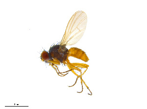  (Coenosia intacta - BIOUG14580-A11)  @14 [ ] CreativeCommons - Attribution Non-Commercial Share-Alike (2011) M. Alex Smith Universtiy of Guelph