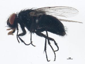  ( - BIOUG01359-G08)  @13 [ ] CreativeCommons - Attribution (2012) CBG Photography Group Centre for Biodiversity Genomics