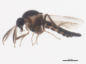  ( - BIOUG01403-C06)  @13 [ ] CreativeCommons - Attribution (2012) CBG Photography Group Centre for Biodiversity Genomics