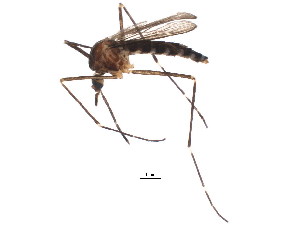  (Aedes japonicus - BIOUG01408-D12)  @14 [ ] CreativeCommons - Attribution (2012) CBG Photography Group Centre for Biodiversity Genomics