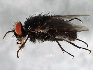 ( - BIOUG01411-B02)  @14 [ ] CreativeCommons - Attribution (2012) CBG Photography Group Centre for Biodiversity Genomics