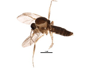  (Forcipomyia bipunctata - BIOUG01423-F06)  @15 [ ] CreativeCommons - Attribution (2012) CBG Photography Group Centre for Biodiversity Genomics