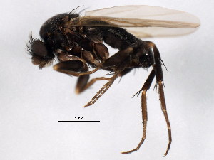  (Anevrina curvinervis - BIOUG01459-A03)  @13 [ ] CreativeCommons - Attribution (2012) CBG Photography Group Centre for Biodiversity Genomics