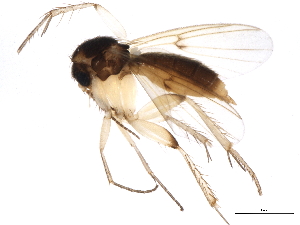  (Mycetophila exstincta - BIOUG01544-A01)  @15 [ ] CreativeCommons - Attribution (2012) CBG Photography Group Centre for Biodiversity Genomics