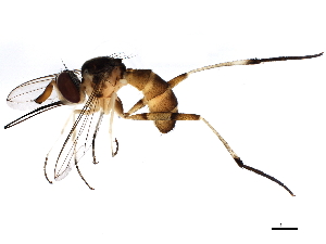  (Stylogaster neglecta - BIOUG01544-B04)  @14 [ ] CreativeCommons - Attribution (2012) CBG Photography Group Centre for Biodiversity Genomics