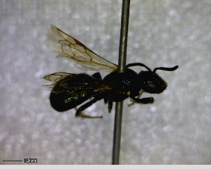  (Ceratina floridana - BIOUG07489-E11)  @12 [ ] CreativeCommons - Attribution (2013) Caitlin Paterson Centre for Biodiversity Genomics