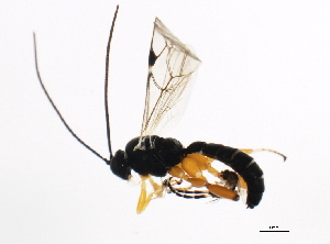  ( - ASGLE2-0570)  @14 [ ] CreativeCommons - Attribution (2010) CBG Photography Group Centre for Biodiversity Genomics