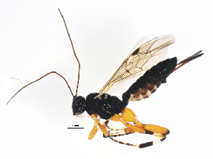  ( - ASGLE2-0457)  @14 [ ] CreativeCommons - Attribution (2011) CBG Photography Group Centre for Biodiversity Genomics