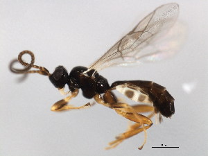  ( - ASGLE-0225)  @13 [ ] CreativeCommons - Attribution (2011) CBG Photography Group Centre for Biodiversity Genomics