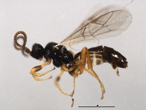  ( - ASGLE-0270)  @13 [ ] CreativeCommons - Attribution (2011) CBG Photography Group Centre for Biodiversity Genomics