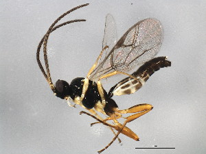  ( - ASGLE-0541)  @13 [ ] CreativeCommons - Attribution (2011) CBG Photography Group Centre for Biodiversity Genomics