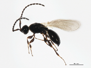  ( - ASGLE-1206)  @12 [ ] CreativeCommons - Attribution (2011) CBG Photography Group Centre for Biodiversity Genomics
