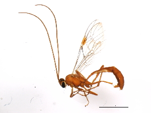  ( - ASGLE2-0304)  @13 [ ] CreativeCommons - Attribution (2011) CBG Photography Group Centre for Biodiversity Genomics