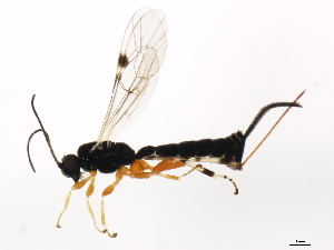  ( - ASGLE2-0327)  @14 [ ] CreativeCommons - Attribution (2011) CBG Photography Group Centre for Biodiversity Genomics