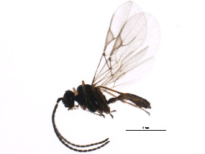  ( - BIOUG00991-H04)  @12 [ ] CreativeCommons - Attribution (2011) CBG Photography Group Centre for Biodiversity Genomics