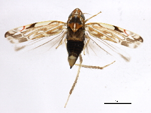  ( - BIOUG00906-F04)  @13 [ ] CreativeCommons - Attribution (2011) CBG Photography Group Centre for Biodiversity Genomics