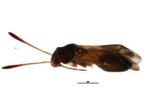  (Pilophorus strobicola - BIOUG00901-H08)  @12 [ ] CreativeCommons - Attribution (2011) CBG Photography Group Centre for Biodiversity Genomics