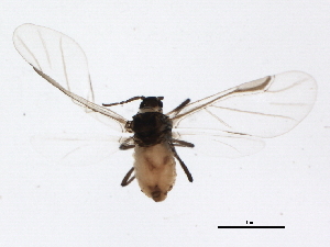  (Tetraneura nigriabdominalis - BIOUG00906-H03)  @13 [ ] CreativeCommons - Attribution (2011) CBG Photography Group Centre for Biodiversity Genomics