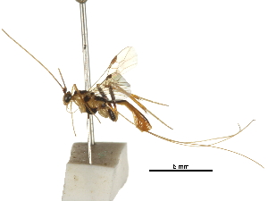  (Macrocentrus Sharkey01 - DHJPAR0029350)  @11 [ ] CreativeCommons - Attribution (2018) CBG Photography Group Centre for Biodiversity Genomics