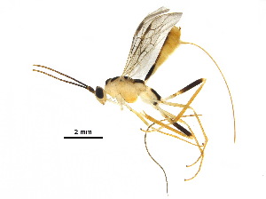  (Macrocentrus gregburtoni - DHJPAR0039541)  @13 [ ] CreativeCommons - Attribution (2018) CBG Photography Group Centre for Biodiversity Genomics