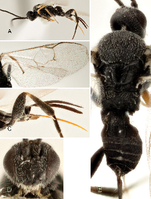  ( - DHJPAR0039757)  @12 [ ] CreativeCommons  Attribution Non-Commercial Share-Alike (2018) Jose Fernandez-Triana Canadian National Collection of Insects, Arachnids and Nematodes