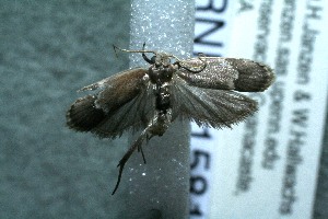  ( - 12-SRNP-41581)  @12 [ ] CreativeCommons - Attribution Non-Commercial Share-Alike (2013) Daniel H. Janzen Guanacaste Dry Forest Conservation Fund