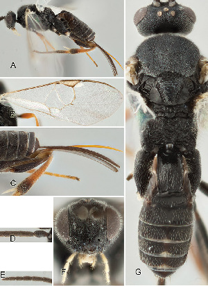  ( - DHJPAR0038167)  @12 [ ] CreativeCommons  Attribution Non-Commercial Share-Alike (2018) Jose Fernandez-Triana Canadian National Collection of Insects, Arachnids and Nematodes