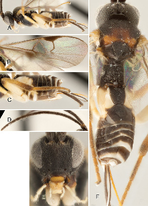  ( - DHJPAR0038337)  @12 [ ] CreativeCommons  Attribution Non-Commercial Share-Alike (2018) Jose Fernandez-Triana Canadian National Collection of Insects, Arachnids and Nematodes