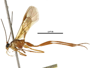  ( - DHJPAR0054453)  @12 [ ] CreativeCommons - Attribution (2018) CBG Photography Group Centre for Biodiversity Genomics