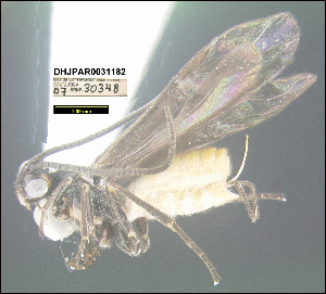  ( - DHJPAR0031182)  @11 [ ] CreativeCommons - Attribution Share-Alike (2021) Unspecified University of Kentucky, Hymenoptera Institute Collection