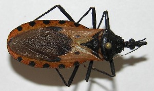  ( - 10-SRNP-14263)  @13 [ ] CreativeCommons - Attribution Non-Commercial Share-Alike (2010) Daniel H. Janzen Guanacaste Dry Forest Conservation Fund