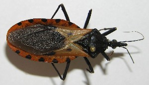  ( - 10-SRNP-14264)  @13 [ ] CreativeCommons - Attribution Non-Commercial Share-Alike (2010) Daniel H. Janzen Guanacaste Dry Forest Conservation Fund