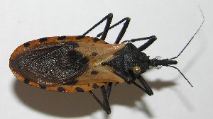  ( - 10-SRNP-14265)  @13 [ ] CreativeCommons - Attribution Non-Commercial Share-Alike (2010) Daniel H. Janzen Guanacaste Dry Forest Conservation Fund