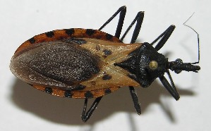  ( - 10-SRNP-14266)  @13 [ ] CreativeCommons - Attribution Non-Commercial Share-Alike (2010) Daniel H. Janzen Guanacaste Dry Forest Conservation Fund