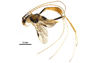  ( - DHJPAR0028987)  @11 [ ] CreativeCommons - Attribution (2018) CBG Photography Group Centre for Biodiversity Genomics