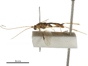  ( - DHJPAR0029385)  @11 [ ] CreativeCommons - Attribution (2018) CBG Photography Group Centre for Biodiversity Genomics