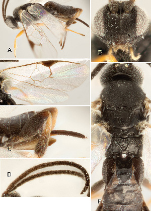 ( - DHJPAR0040433)  @12 [ ] CreativeCommons  Attribution Non-Commercial Share-Alike (2018) Jose Fernandez-Triana Canadian National Collection of Insects, Arachnids and Nematodes