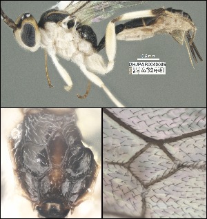  (Mesochorus cuatrouno - DHJPAR0040035)  @11 [ ] CreativeCommons Attribution NonCommercial ShareAlike (2021) M. J. Sharkey University of Kentucky