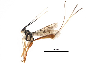  ( - DHJPAR0041397)  @11 [ ] CreativeCommons - Attribution (2018) CBG Photography Group Centre for Biodiversity Genomics