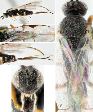  ( - DHJPAR0041897)  @12 [ ] CreativeCommons  Attribution Non-Commercial Share-Alike (2018) Jose Fernandez-Triana Canadian National Collection of Insects, Arachnids and Nematodes