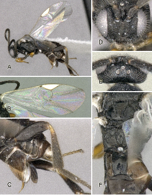  ( - DHJPAR0042048)  @12 [ ] CreativeCommons  Attribution Non-Commercial Share-Alike (2018) Jose Fernandez-Triana Canadian National Collection of Insects, Arachnids and Nematodes