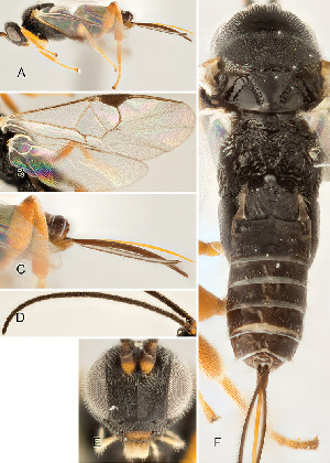  ( - DHJPAR0043018)  @12 [ ] CreativeCommons  Attribution Non-Commercial Share-Alike (2018) Jose Fernandez-Triana Canadian National Collection of Insects, Arachnids and Nematodes
