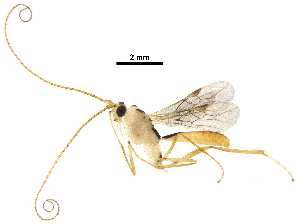  (Macrocentrus lucianocapelli - DHJPAR0056006)  @14 [ ] CreativeCommons - Attribution (2018) CBG Photography Group Centre for Biodiversity Genomics