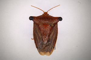  (Peromatus notatus - INB0003015499)  @15 [ ] Copyright (2012) Jim Lewis Instituto Nacional de Biodiversidad