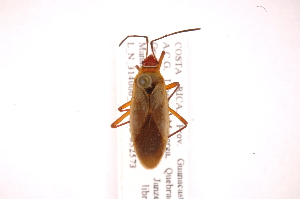  (Dysdercus mimus - INB0003358319)  @14 [ ] Copyright (2012) J. Lewis Instituto Nacional de Biodiversidad
