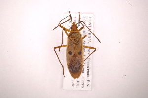  (Dysdercus chiriquinus - INB0003734299)  @15 [ ] Copyright (2012) J. Lewis Instituto Nacional de Biodiversidad