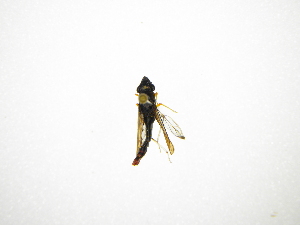  (Acrogonia nigriceps - INB0003849321)  @12 [ ] Copyright (2012) J. Lewis Instituto Nacional de Biodiversidad