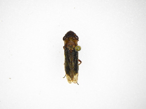  ( - INB0003861459)  @11 [ ] Copyright (2012) J. Lewis Instituto Nacional de Biodiversidad