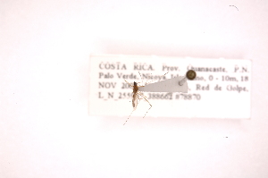  (Gampsocoris decorus - INB0003895138)  @12 [ ] Copyright (2012) J. Lewis Instituto Nacional de Biodiversidad