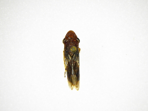  (Homalodisca ichthyocephala - INB0003929582)  @13 [ ] Copyright (2012) J. Lewis Instituto Nacional de Biodiversidad
